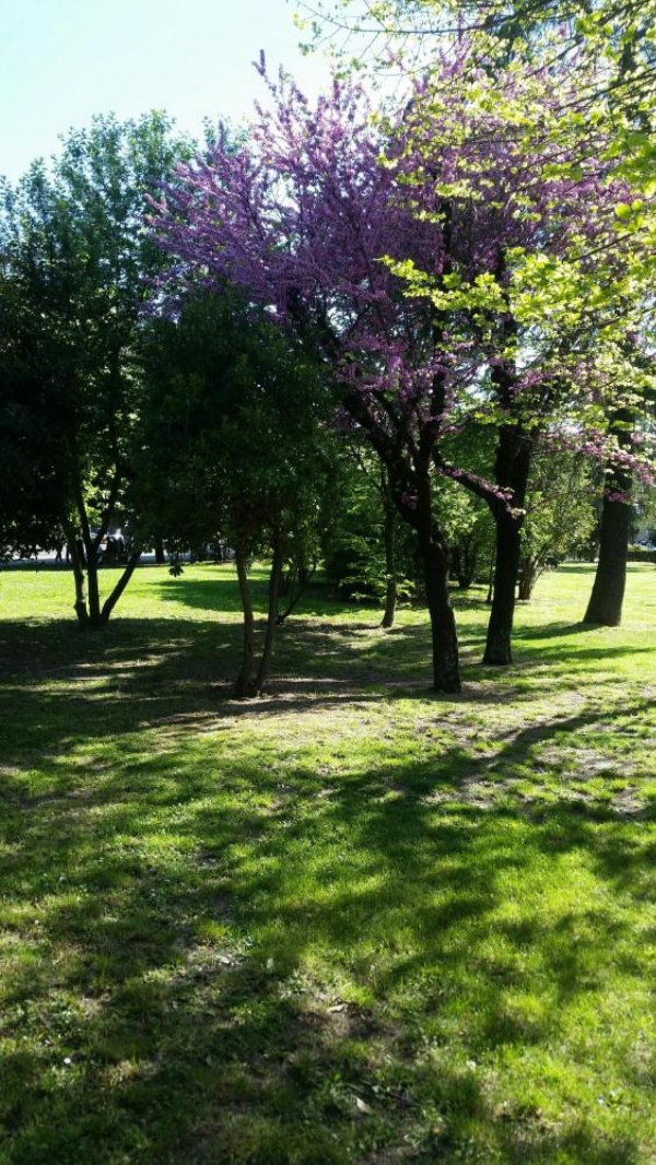 Assisi Garden image 27